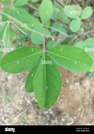 Image result for Crotalaria torrei