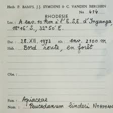 Image result for Afroligusticum claessensii