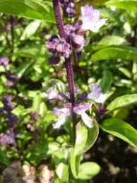 Image result for foto moud Forsterův