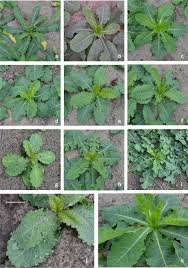 Image result for Lactuca glandulifera