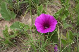 Image result for Turbina longiflora