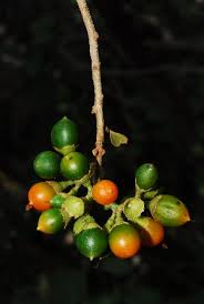 Image result for Cordia stuhlmannii