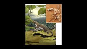 Hoof = hard foot of a cow, horse or a camel. Ancestor Of All Placental Mammals Revealed Science Aaas