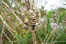 Image result for Melaleuca decussata