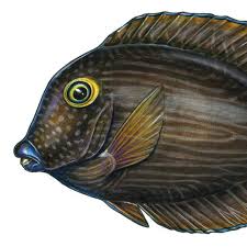 Image result for Oxyanthus strigosus