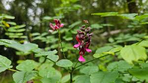 Image result for Indigofera roseo-caerulea