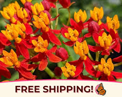 Image result for Asclepias curassavica