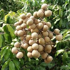 We specialize in growing and grafting fruit trees like atemoya, cherimoya, avocado, banana, arob, tropical cherry, citrus, dragon fruit (pitaya), guava, guamuchil, ice cream bean, jackfruit, kei apple, loquat, longan, lychee and several varieties of mango (asian, indian and hybrids). Longan Trees For Sale Fastgrowingtrees Com