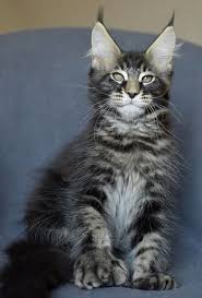 Find your gorgeous longhaired, maine coon kitten from the extensive breeder list below. Kievan Steel Of Eurocoons Blue Silver Mackerel Male Maine Coot Cat Maine Coon Kittens For Sale European Maine Coon Breeder Near Me Buy Huge Maine Coon Cat Giant
