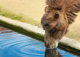 For example, water vapor that is normally part of breathing is reabsorbed in the camel's nostrils as the animal exhales. 5 806 Camel Water Photos Free Royalty Free Stock Photos From Dreamstime