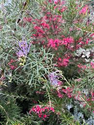 Image result for Grevillea