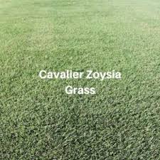 Palisades zoysia grass is a developed grass by texas a&m and has been out in the market many years. Why Choose Cavalier Zoysia Grass Houston Grass Pearland Richmond