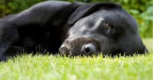Learn what cat sneezing, coughing or runny nose could mean from bluepearl vet specialists and what to do about it. My Dog Started Reverse Sneezing Now She S Shaking Sluggish And Her Eyes Are Very Red What Could Be Wrong With Her Petcoach