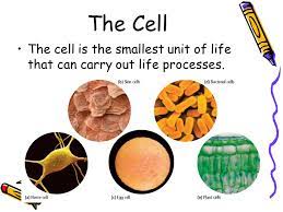 If we study about the hierarchy then we will notice that the level of organization is Ch 4 Cell Structure And Function The Cell The Cell Is The Smallest Unit Of Life That Can Carry Out Life Processes Ppt Download