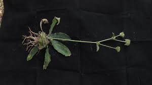 Image result for Elephantopus scaber