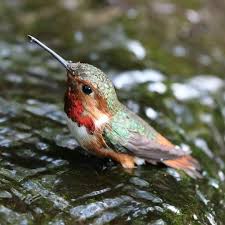 Baby Bird Identifier By Picture Teeny Tiny Pretty Baby Weird Animals Beautiful Birds Backyard Birds