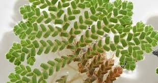 Image result for Azolla pinnata