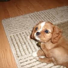 In contrast, buying cavalier king charles spaniels from breeders can be prohibitively expensive. Why Cavalier King Charles Spaniels Are The Best Dogs Ever Pethelpful