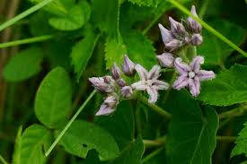 Image result for Cynanchum orangeanum