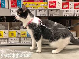 Instead, the company's stance on dogs in stores falls under their accessibility policy. lowe's accessibility policy outlines its commitment to making all of its locations accessible to all customers. Cat Friendly Lowe S Home Improvement Store Cats Going Places