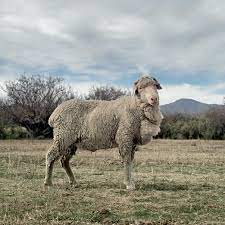 Animal Farm Animals Farm Animals Farm Photography