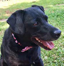 Browse thru thousands of labrador retriever dogs for adoption near jacksonville, florida, usa area, listed by dog rescue organizations and individuals, to find your match. Labrador Puppies Florida Adoption The Y Guide