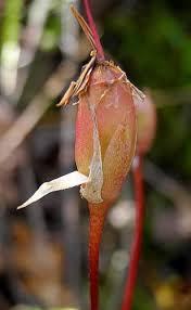 Image result for Primula 1982 Fleet