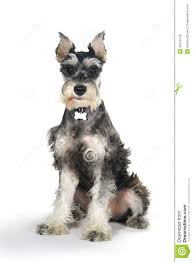 Cute Miniature Schnauzer Puppy Dog On White Background Stock