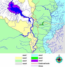 Image result for Combretum adenogonium