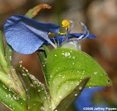 Image result for Commelina capitata
