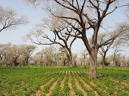 Image result for Faidherbia albida