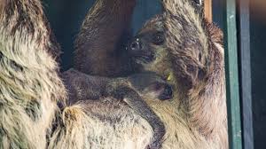 And even when they are awake, they barely move at all. First Baby Sloth In Nearly A Decade Born At Bristol Zoo Bbc News
