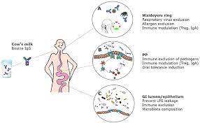 Bbc news provides trusted world and uk news as well as local and regional perspectives. Frontiers Effects Of Bovine Immunoglobulins On Immune Function Allergy And Infection Nutrition