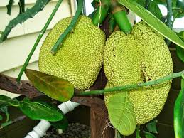 Introduced trees are grown on our farm and propagated for release to the public. How To Build A Tropical Greenhouse In Cold Climates Year Of The Durian