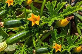 Check spelling or type a new query. The Best Companion Plants For Zucchini And Squash