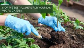 Additionally, the business offers gourmet snacks, gift baskets, and corporate gifts. 5 Of The Best Flowers For Your Las Vegas Garden Macdonald Highlands