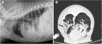 Better a wasted trip to the vet than miss an early. Interstitial Lung Diseases In Dogs And Cats Part Ii Known Cause And Other Discrete Forms Sciencedirect