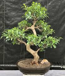 Image result for Ficus