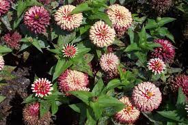 It can only be possible as an annual flower and only in mild climates. Ten Best Annuals For Sun