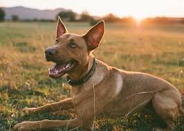 While competition is good for most businesses, it can be detrimental in the area of pet microchipping. Bring Lost Pets Home Microchipping And Registry Petrescue