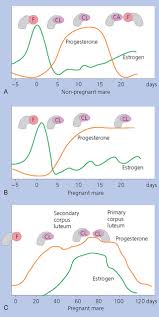 Image result for Pregnane Progestin