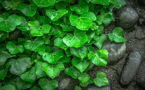 Also you can share or upload your favorite wallpapers. Leaves From The Vine Hd Wallpapers Free Download Wallpaperbetter