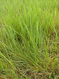 Image result for Urochloa dictyoneura