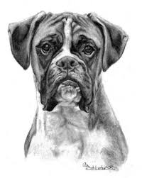 Home Art Boxer Dogs Art Boxer Dogs Dog Sketch