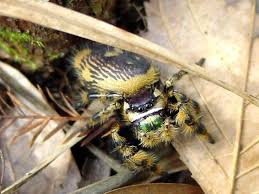 Maybe you would like to learn more about one of these? Phidippus Otiosus Alchetron The Free Social Encyclopedia