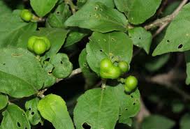 Image result for Erythrococca
