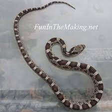 Know Your Local Snakes Baby Rat Snake Fun In The Making Rat Snake Baby Rats Snake