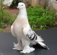 Pin By Servis On Sekil 1 Pet Birds Nature Birds Beautiful Birds