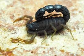 Image result for Orthochilus mechowii