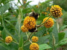 Buddleja Globosa Globe Buddleia Orange Ball Tree Globe Flower Plants Rare Plants
